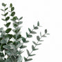 BNDL102   Euclayptus Bundle 18"  x3 PK 12