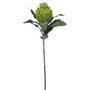 King Protea
