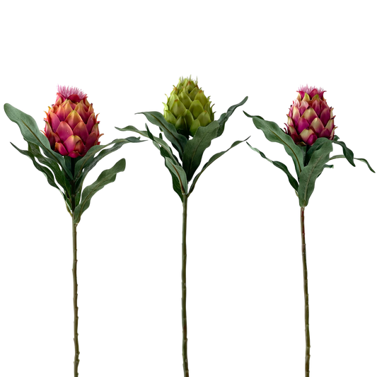 FS100 King Protea 24" PK 12