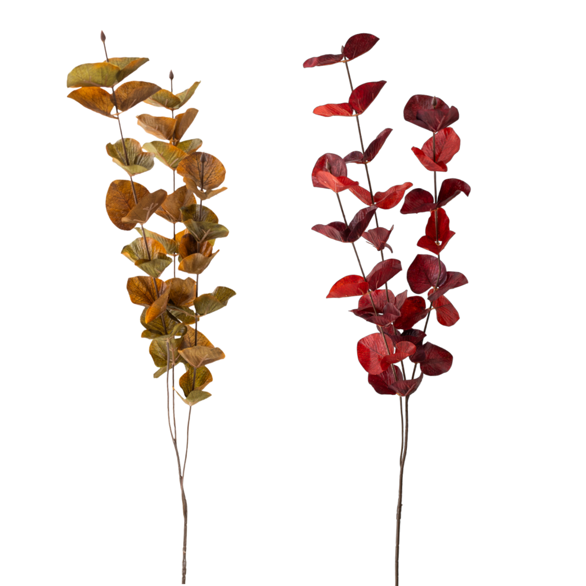 FS103 Silver Dollar Eucalyptus 35" PK 36