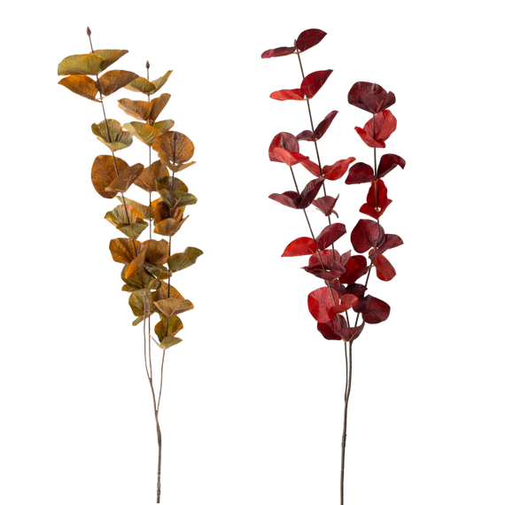 FS103 Silver Dollar Eucalyptus 35" PK 36