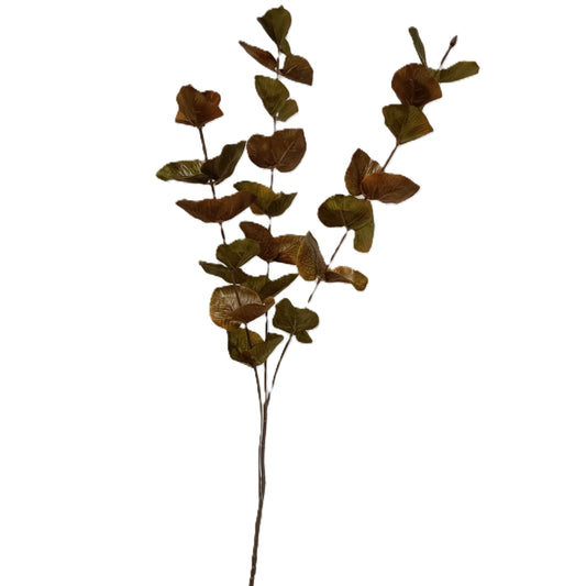 Silver Dollar Eucalyptus