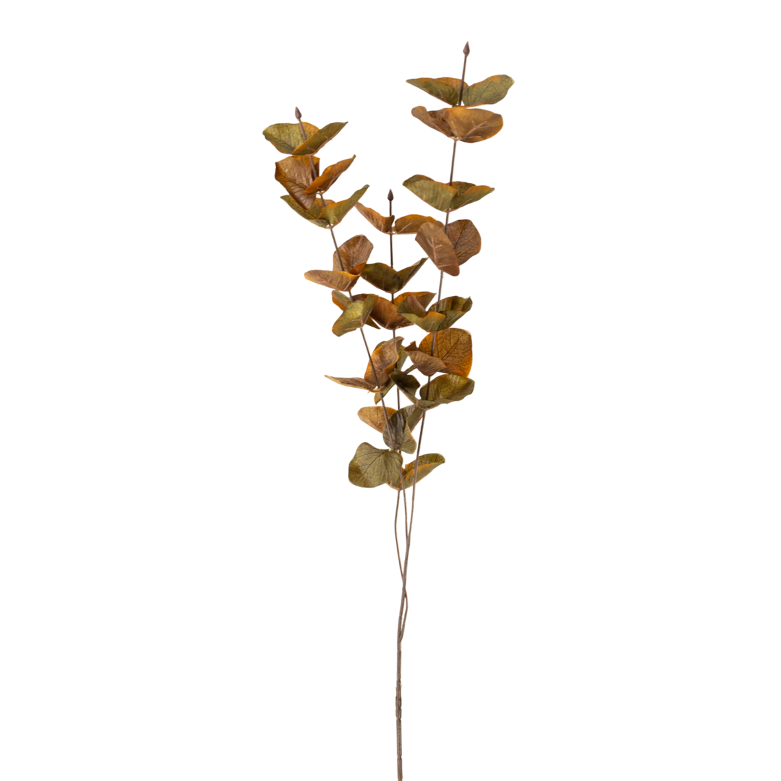 FS103 Silver Dollar Eucalyptus 35" PK 36