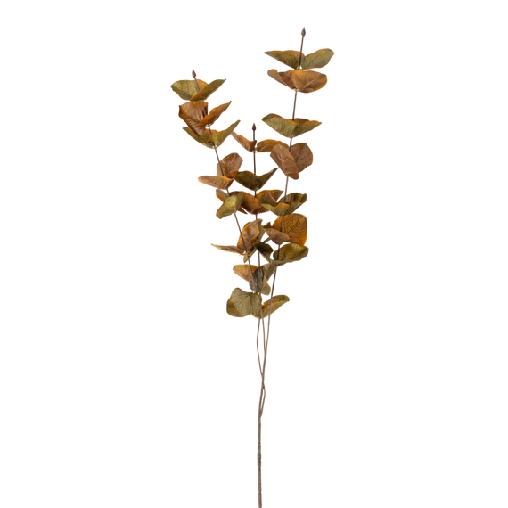 FS103 Silver Dollar Eucalyptus 35" PK 36