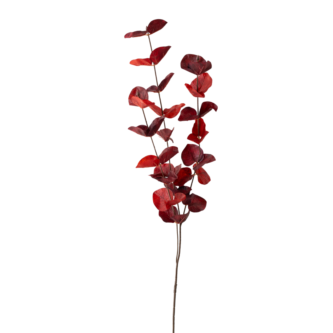 FS103 Silver Dollar Eucalyptus 35" PK 36