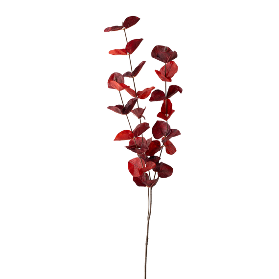 FS103 Silver Dollar Eucalyptus 35" PK 36