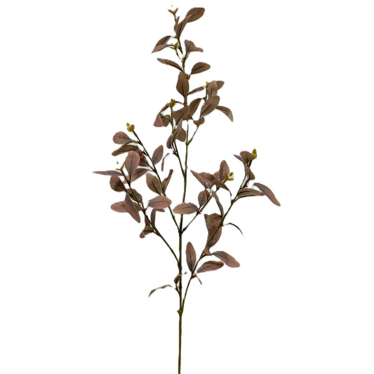 Cuckoo leaf