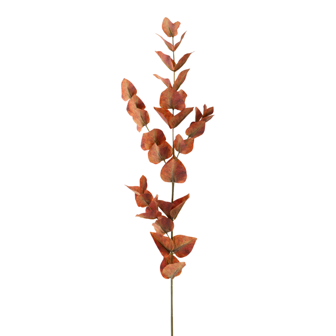 FS107 Eucalyptus 35" PK 12