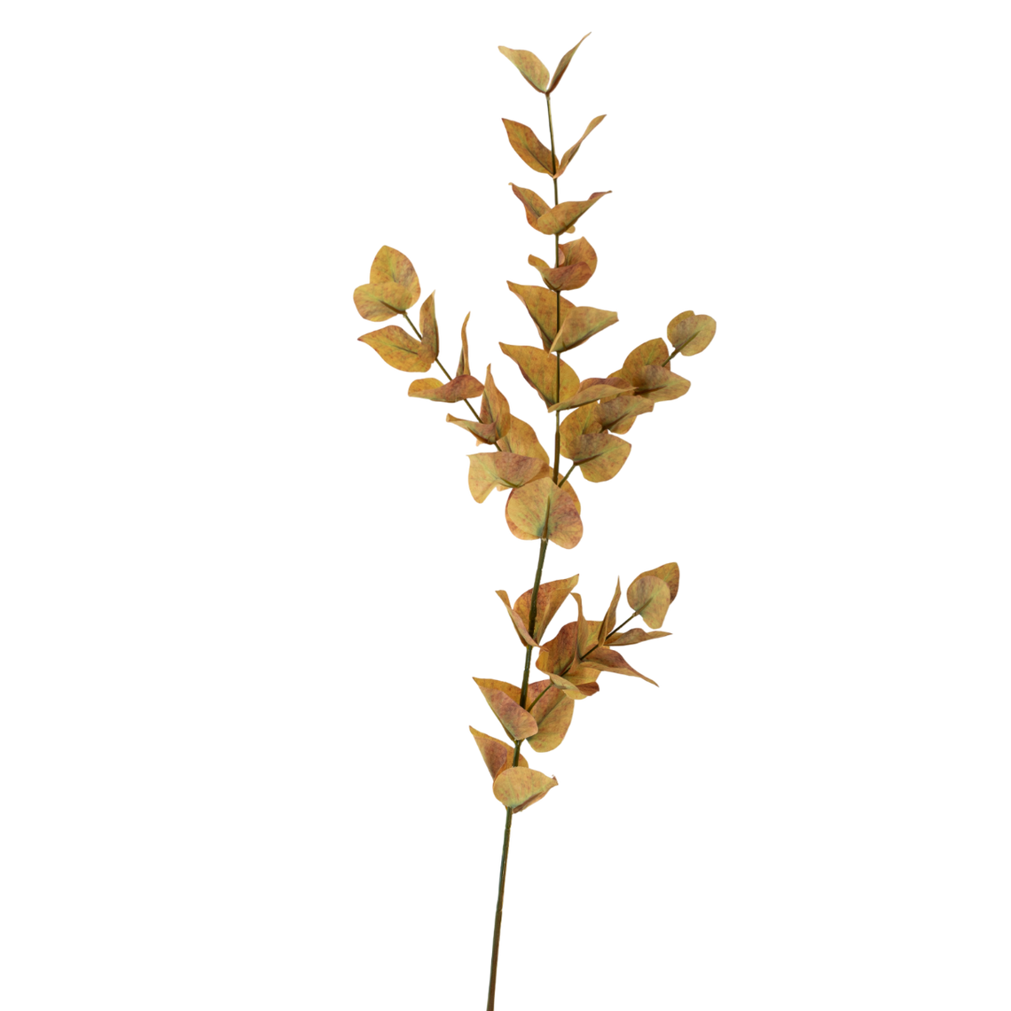 FS107 Eucalyptus 35" PK 12