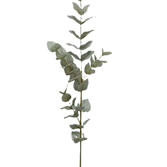 Eucalyptus 35"