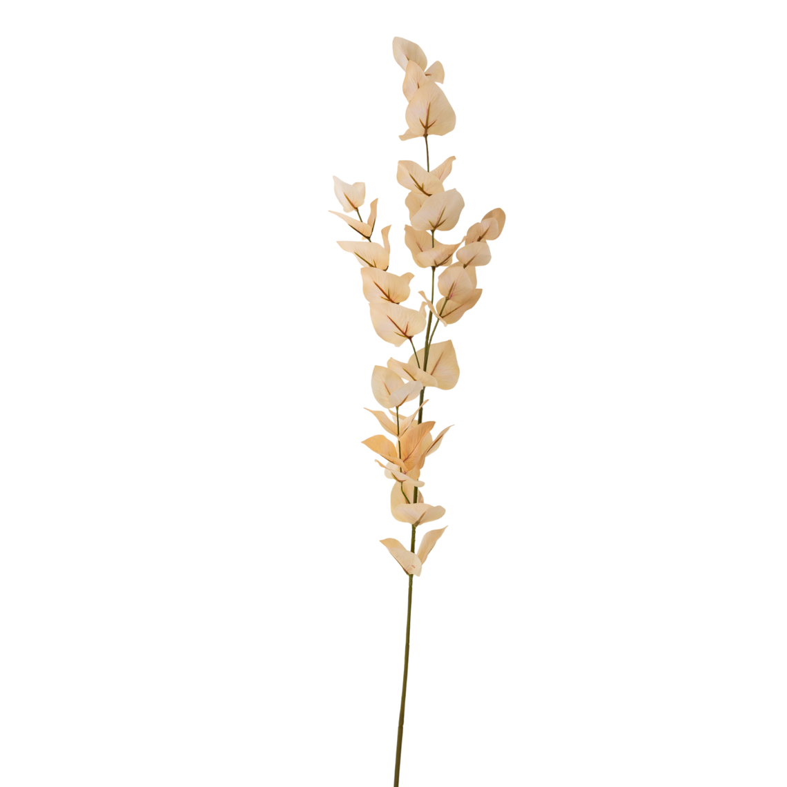 FS107 Eucalyptus 35" PK 12