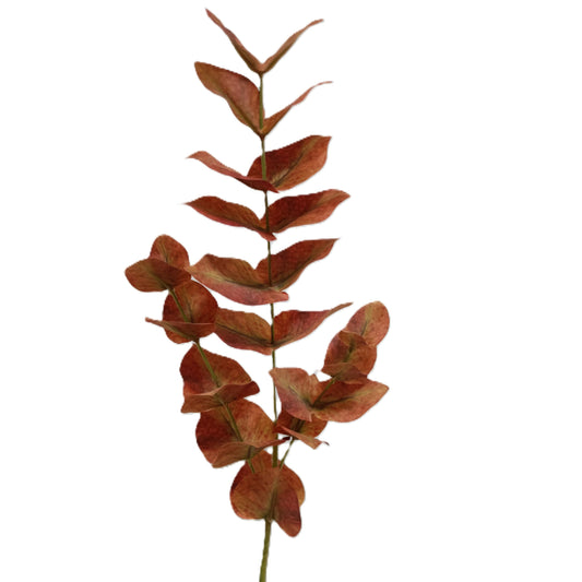 Eucalyptus