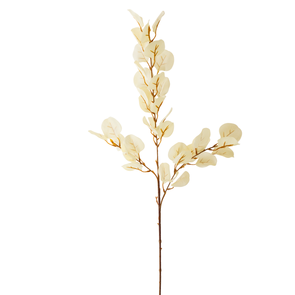 FS109 Eucalyptus 34" PK12