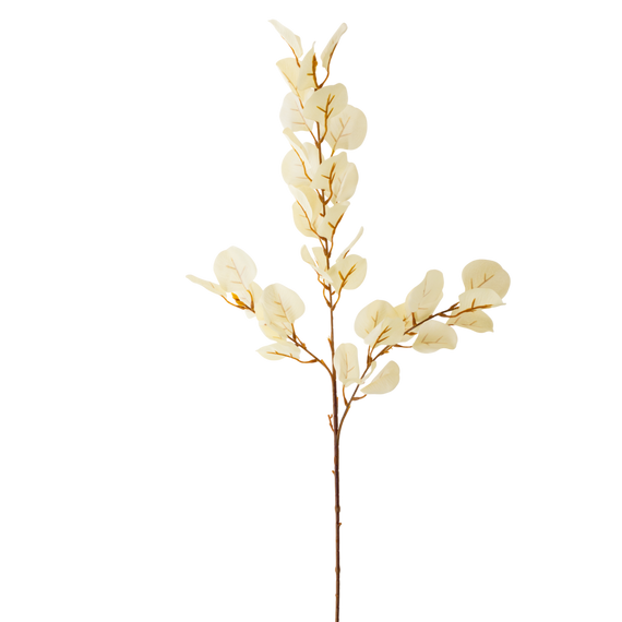 FS109 Eucalyptus 34" PK12