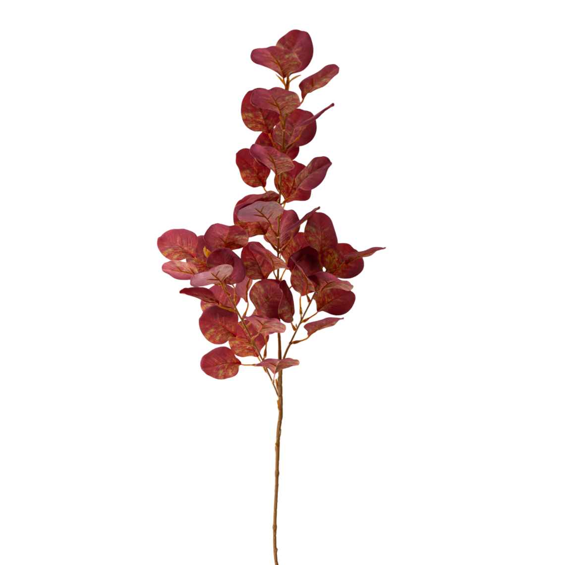 FS109 Eucalyptus 34" PK12