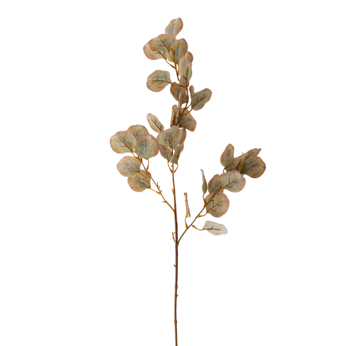 FS109 Eucalyptus 34" PK12