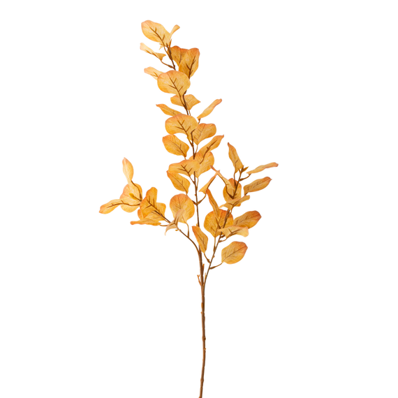 FS109 Eucalyptus 34" PK12