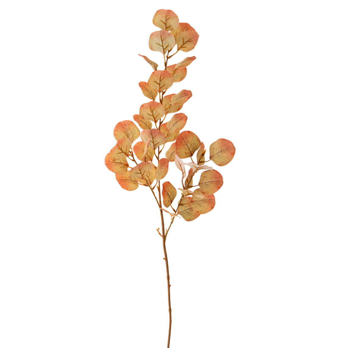 FS109 Eucalyptus 34" PK12