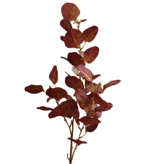 Eucalyptus