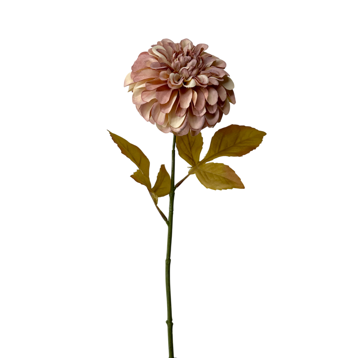 FS110 Dahlia 24" PK 24