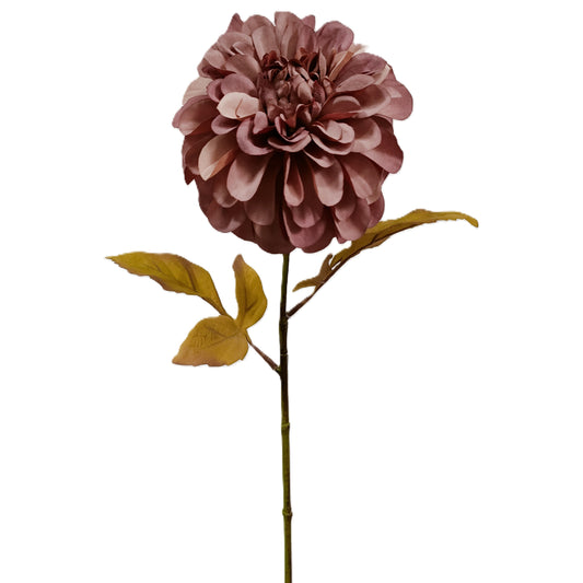Dahlia