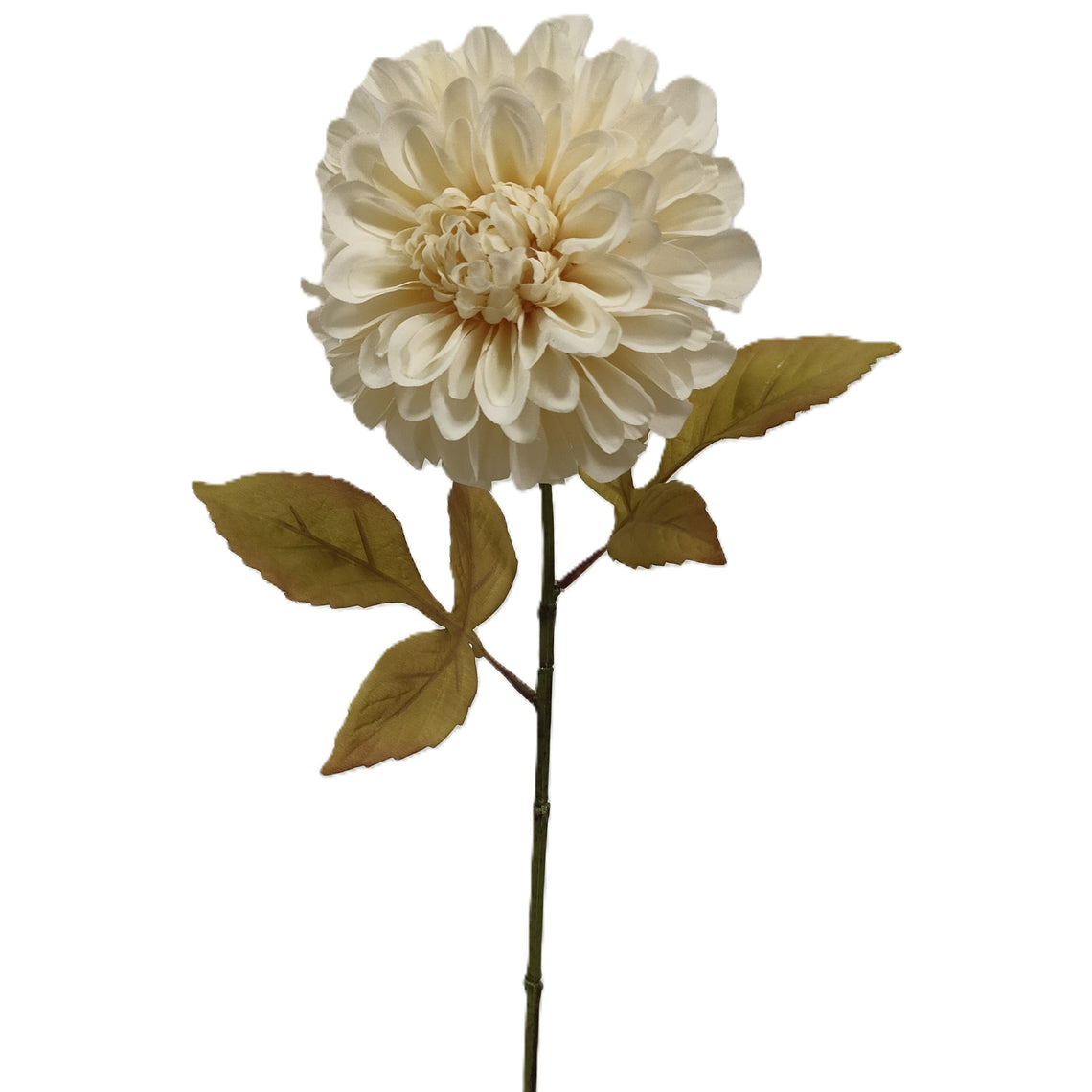 Dahlia