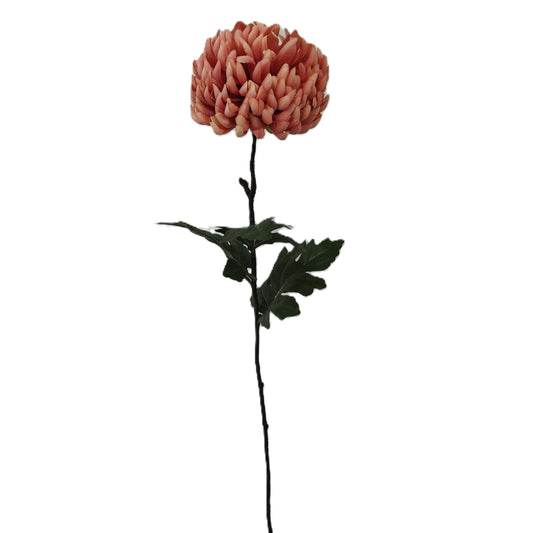 Chrysanthemum