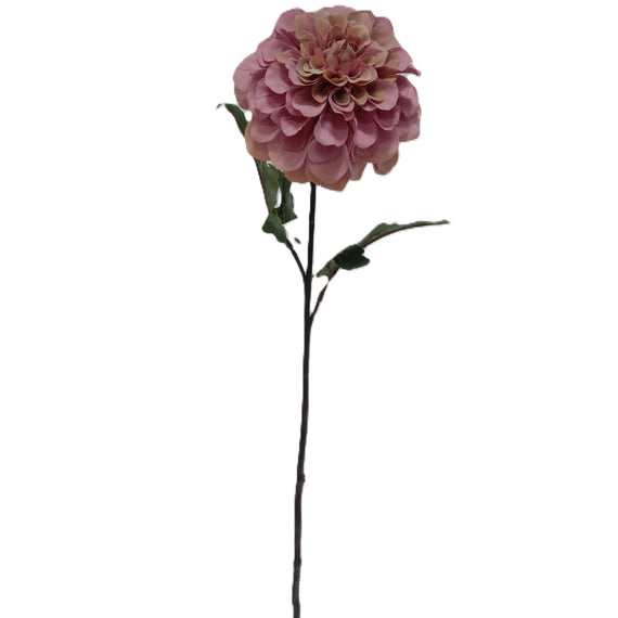 Dahlia