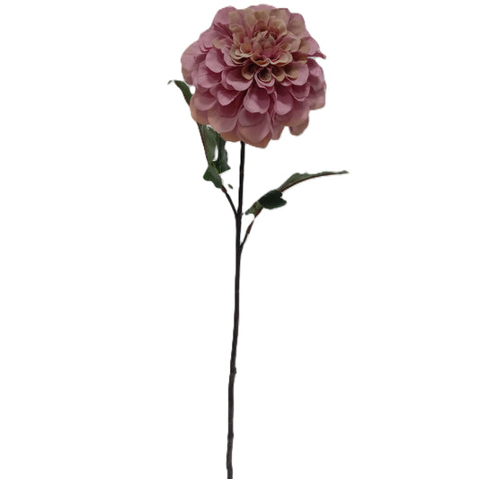 Dahlia