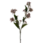 FS114 Eupatorium 22.75" - Purple PK 24