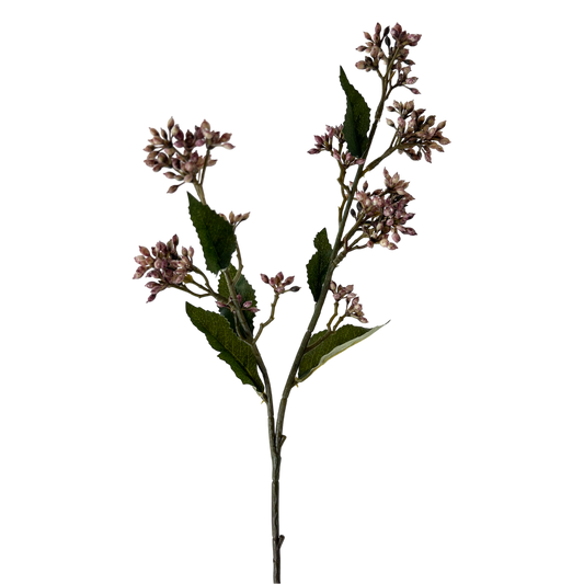 FS114 Eupatorium 22" - Purple PK 24