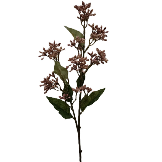 Eupatorium