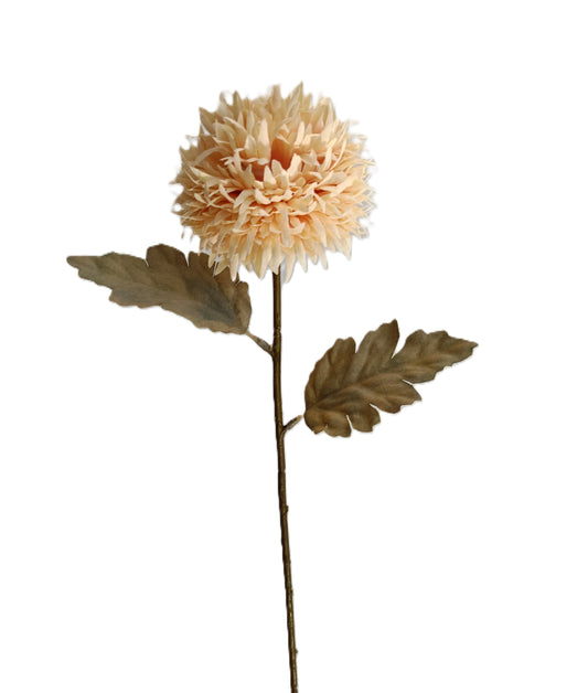 Chrysanthemum