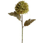 Chrysanthemum