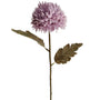 Chrysanthemum