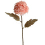 Chrysanthemum