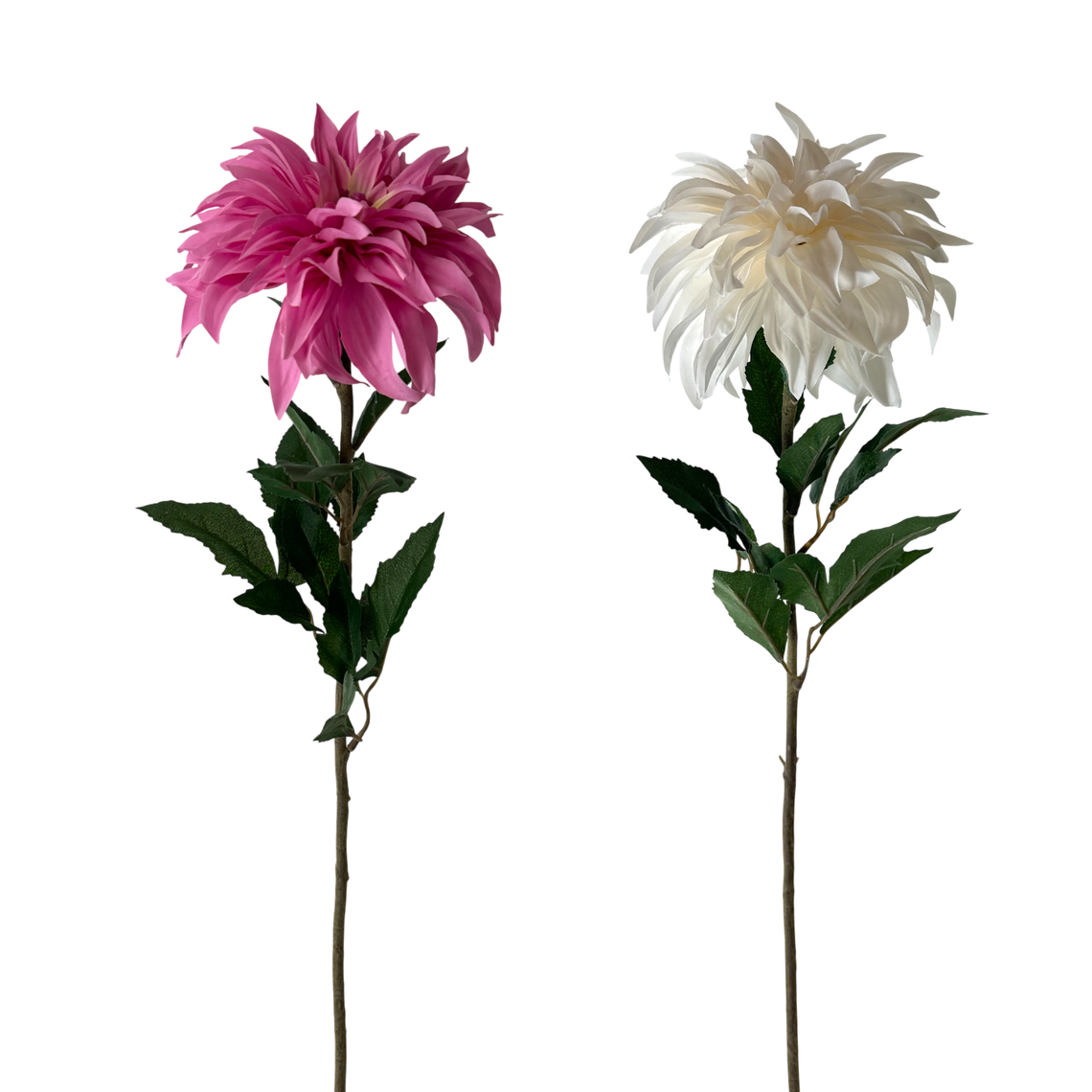 FS117 Dahlia 31" PK 12