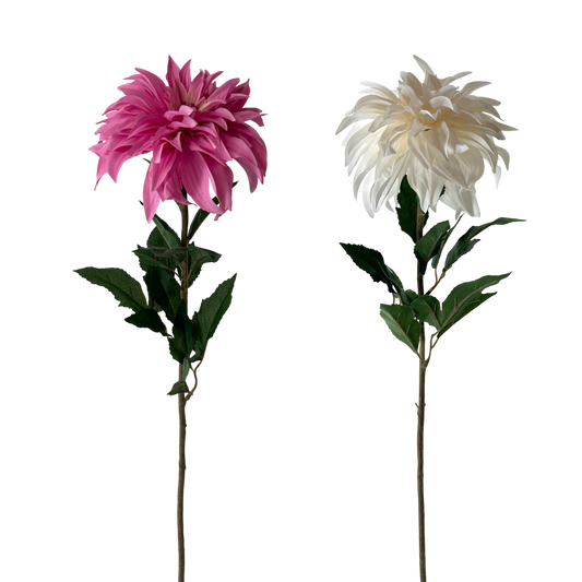 FS117 Dahlia 31" PK 12