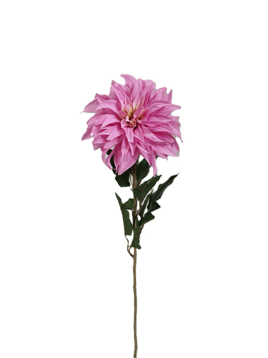 Dahlia