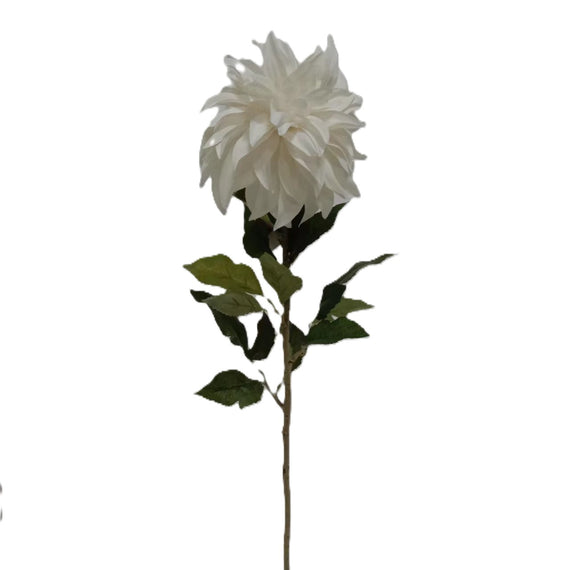 Dahlia