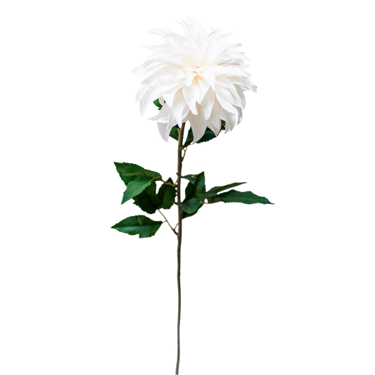 FS117 Dahlia 31" PK 12