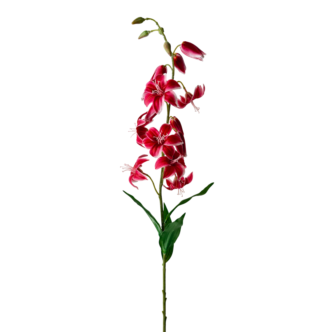 FS118 Lily 46.5" PK 12