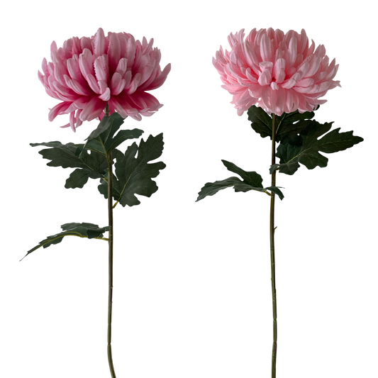 FS119 Chrysanthemum 36" PK 12