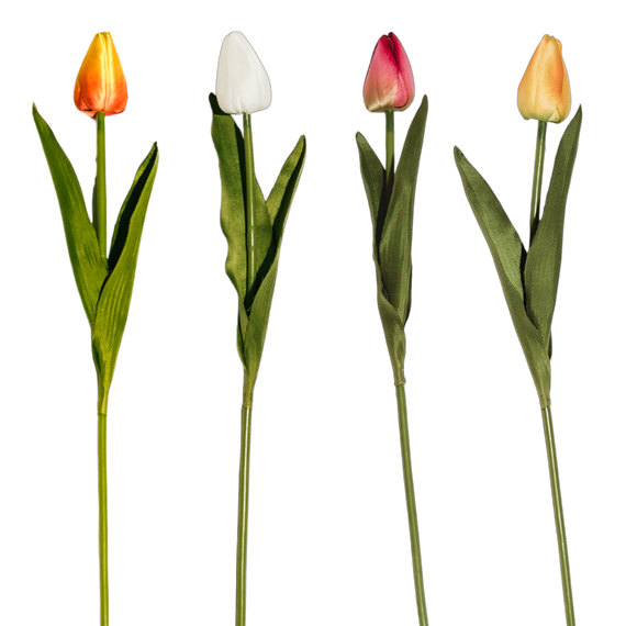 FS120 Tulip 15.75" PK 24