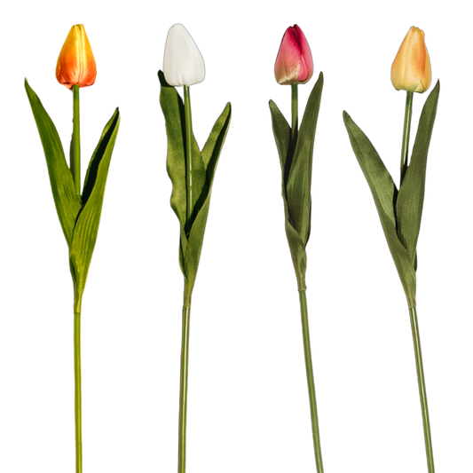 FS120 Tulip 15.75" PK 24