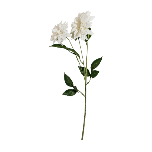 FS122 Dahlia 28" PK 12