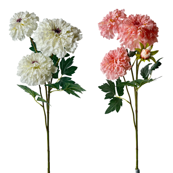 FS123 Tagetes Erecta 27.5" PK 12