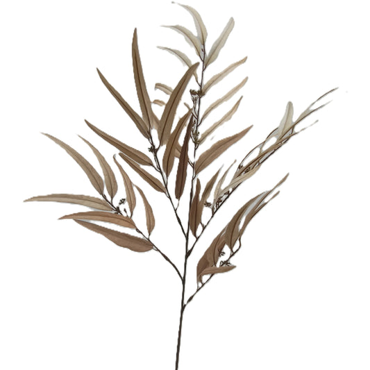 Eucalyptus