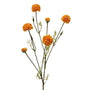Chrysanthemum