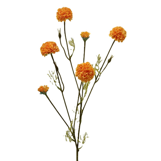 Chrysanthemum